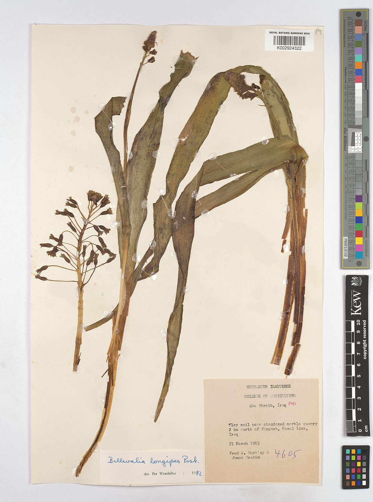 Bellevalia longipes: Bellevalia longipes — Herbarium specimen from Clay soil near abandoned marble quarry 2 km north Ninevah, Mosul Liwa., Iraq. Collected by Barkley, F.A.; Brahim,