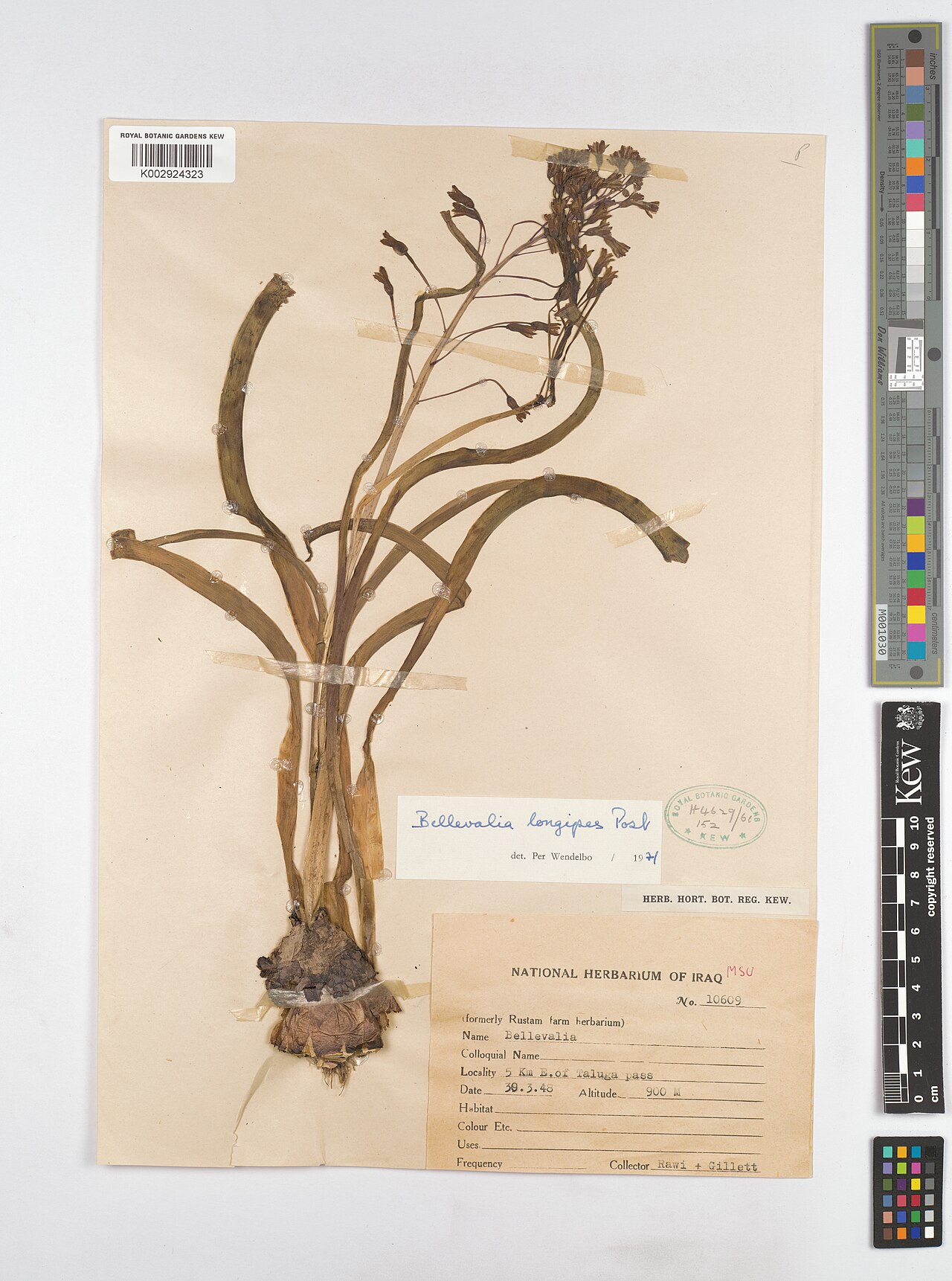 Bellevalia longipes: Bellevalia longipes — Herbarium specimen from 5 km E. of Taluga pass., Iraq. Collected by Rawi; Gillett (1948-03-30). Recorded in GBIF occurrence 4607954251 .