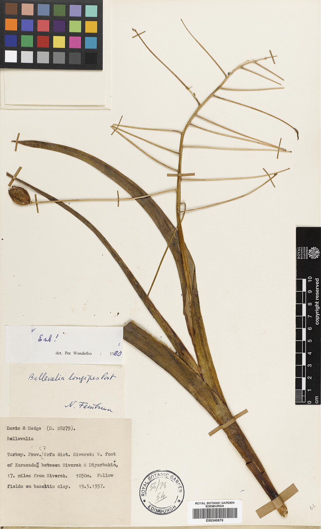 Bellevalia longipes: Bellevalia longipes — Herbarium specimen from Turkey, Sanli Urfa, Siverek. W foot of Karacadag between Siverek & Diyabakir, 17 miles from Siverek, Türkiye. Habi
