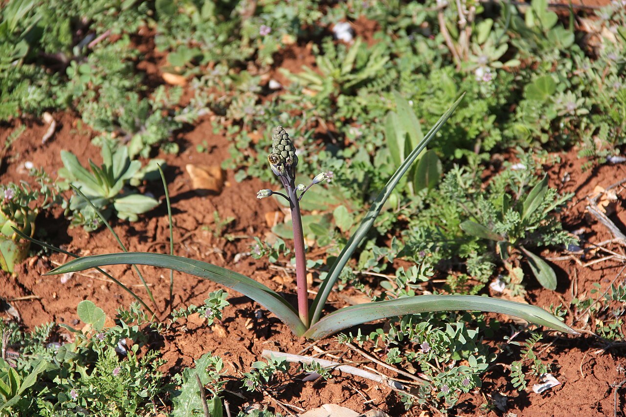 Bellevalia longipes: Yer: Mardin Bellevalia longipes