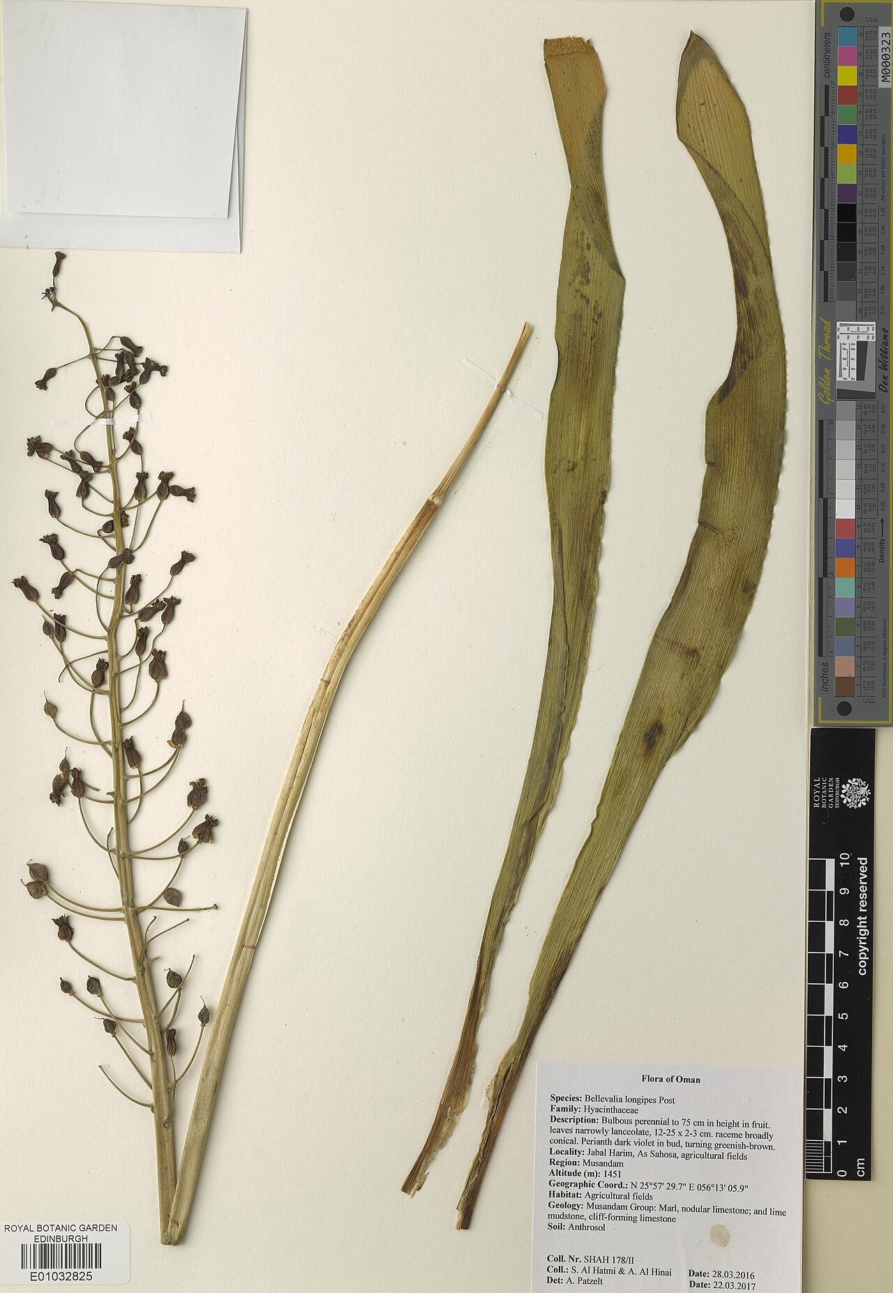 Bellevalia longipes: Bellevalia longipes — Herbarium specimen from Musandam, Jabal Harim As Sahosa, Oman. Habitat: Agricultural fields; Geology: Musandam Group: Marl, nodular limest