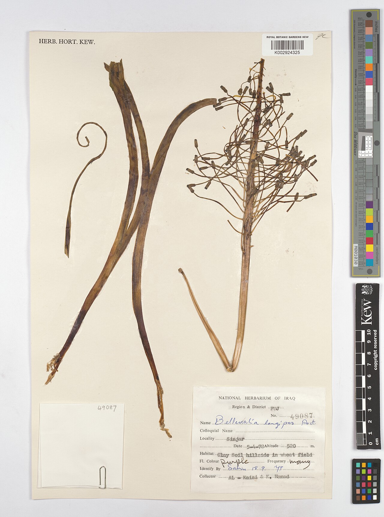 Bellevalia longipes: Bellevalia longipes — Herbarium specimen from Region & District FUJ; Sinjar, Iraq. Collected by AI-Kaisi; Hamad, K. (1978-04-05). Recorded in GBIF occurrence 46