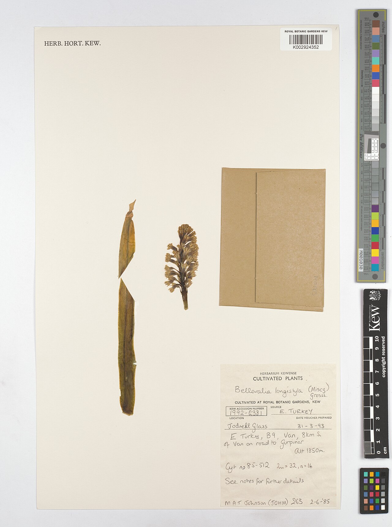 Bellevalia longistyla: Bellevalia longistyla — Herbarium specimen from B9, Van, 8 km S. of Van on road to Gurpinar, Türkiye. Collected by Johnson, M.A.T. (1985-06-02). Recorded in GBI
