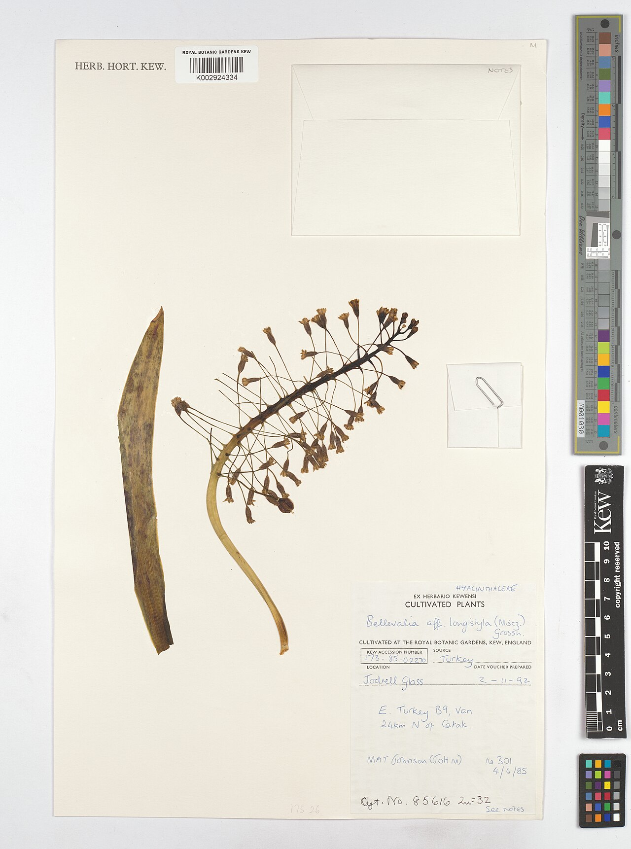 Bellevalia longistyla: Bellevalia longistyla — Herbarium specimen from B9, Van 24km N of Catak., Türkiye. Collected by Johnson, M.A.T. (1985-06-04). Recorded in GBIF occurrence 513270