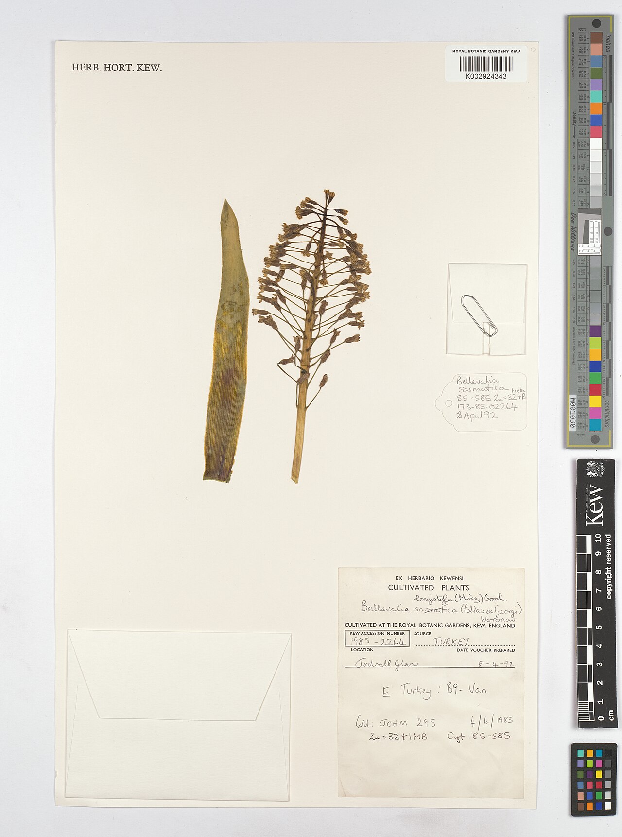 Bellevalia longistyla: Bellevalia longistyla — Herbarium specimen from B9, Türkiye. Collected by Johnson, M.A.T. (1985-06-04). Recorded in GBIF occurrence 5132705494 .