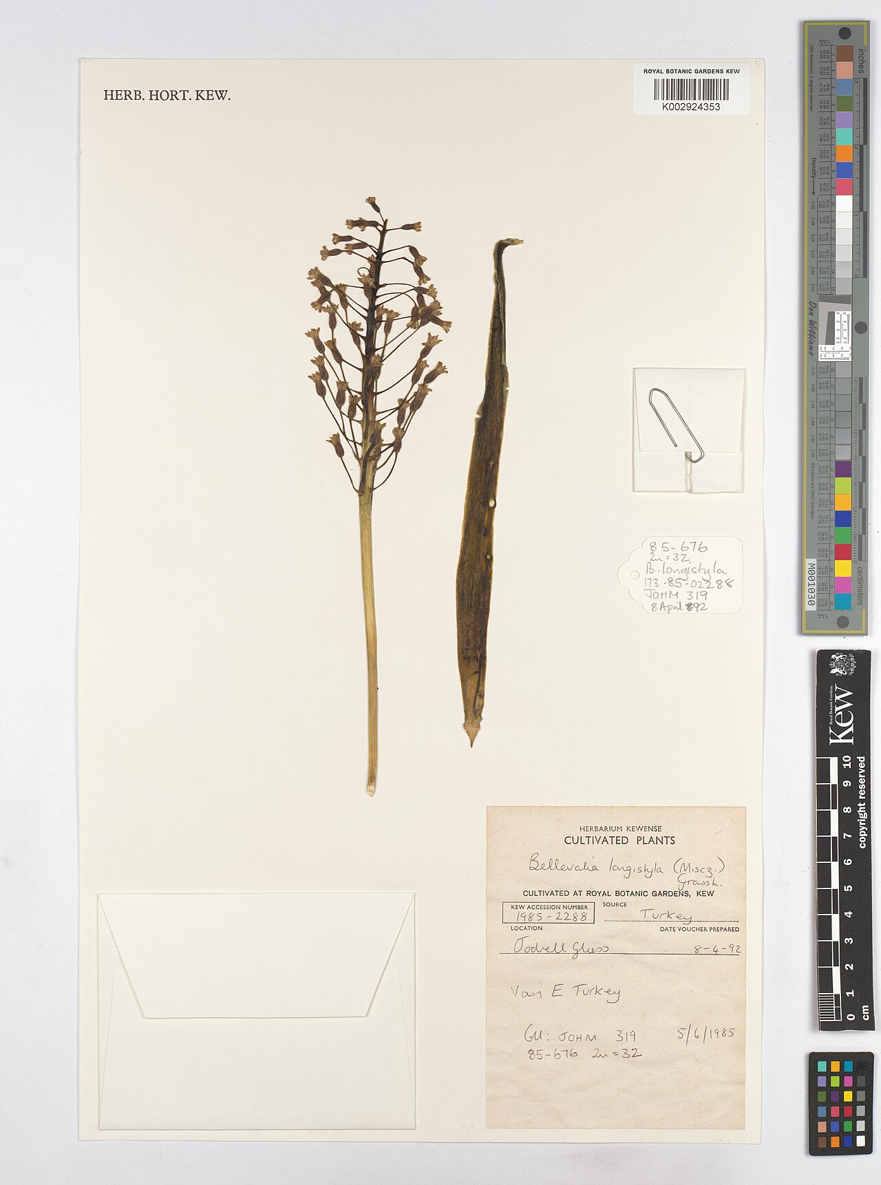 Bellevalia longistyla: Bellevalia longistyla — Herbarium specimen from Türkiye. Collected by Johnson, M.A.T. (1985-06-05). Recorded in GBIF occurrence 5132712476 .