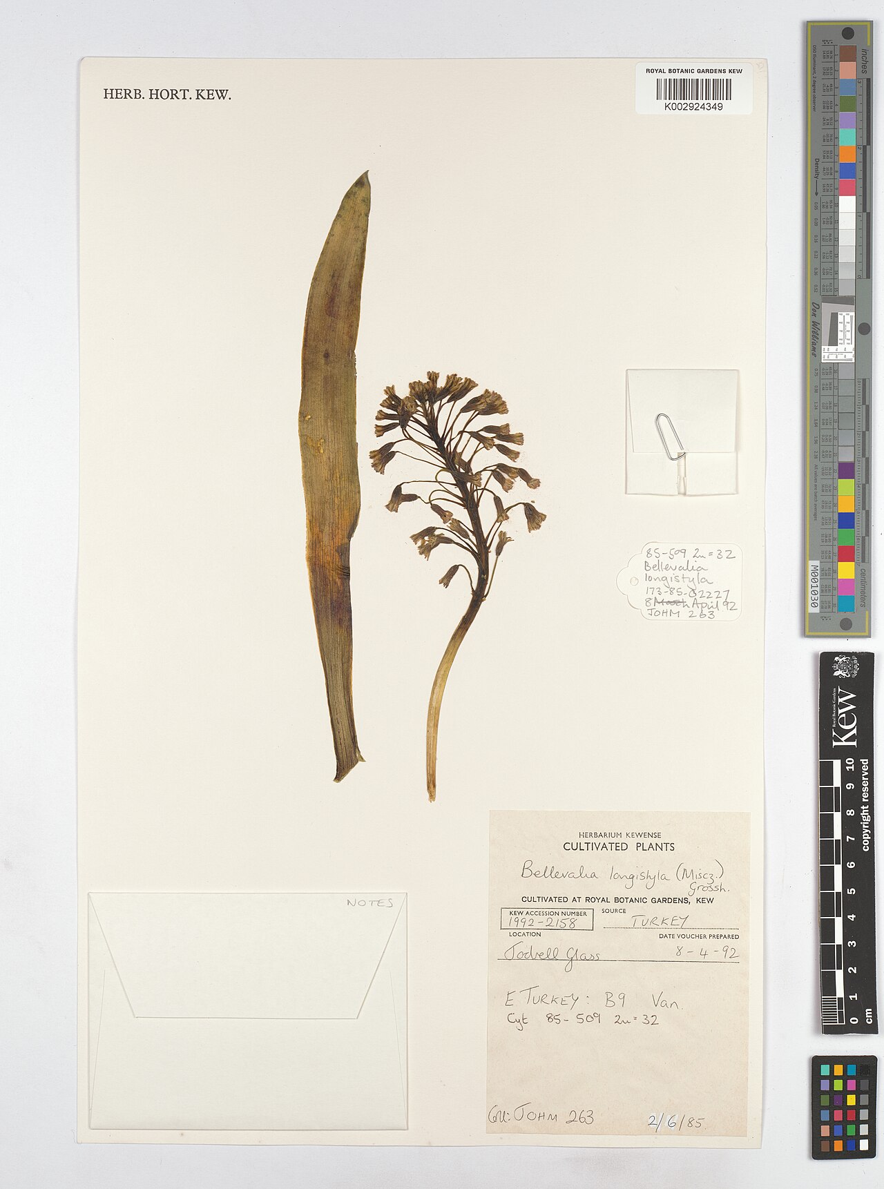 Bellevalia longistyla: Bellevalia longistyla — Herbarium specimen from B9 Van., Türkiye. Collected by Johnson, M.A.T. (1985-06-02). Recorded in GBIF occurrence 5132702437 .