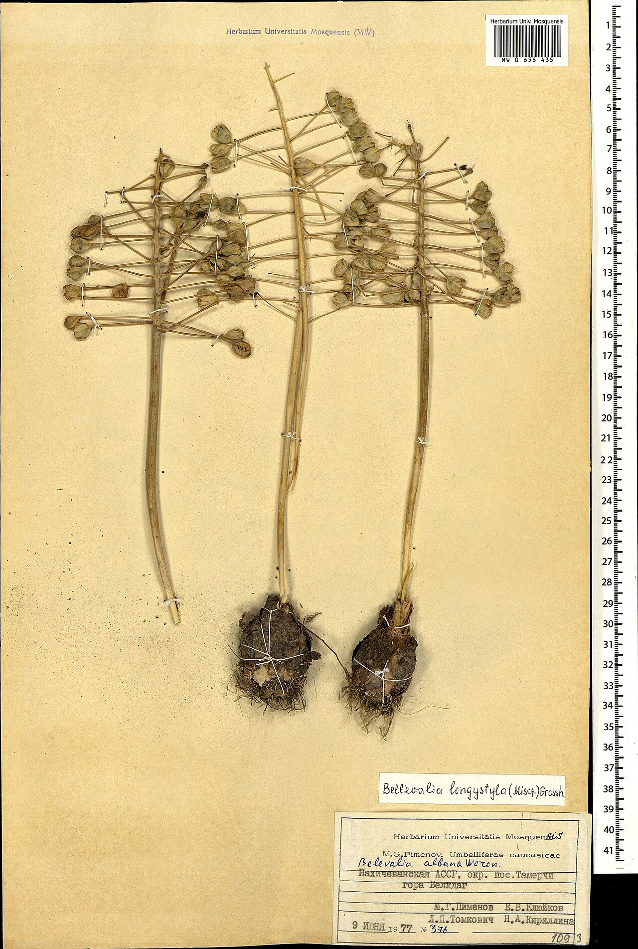 Bellevalia longistyla: Bellevalia longistyla — Herbarium specimen from Azerbaijan. Collected by Pimenov M. G. (1977-06-09). Recorded in GBIF occurrence 1697773938 .