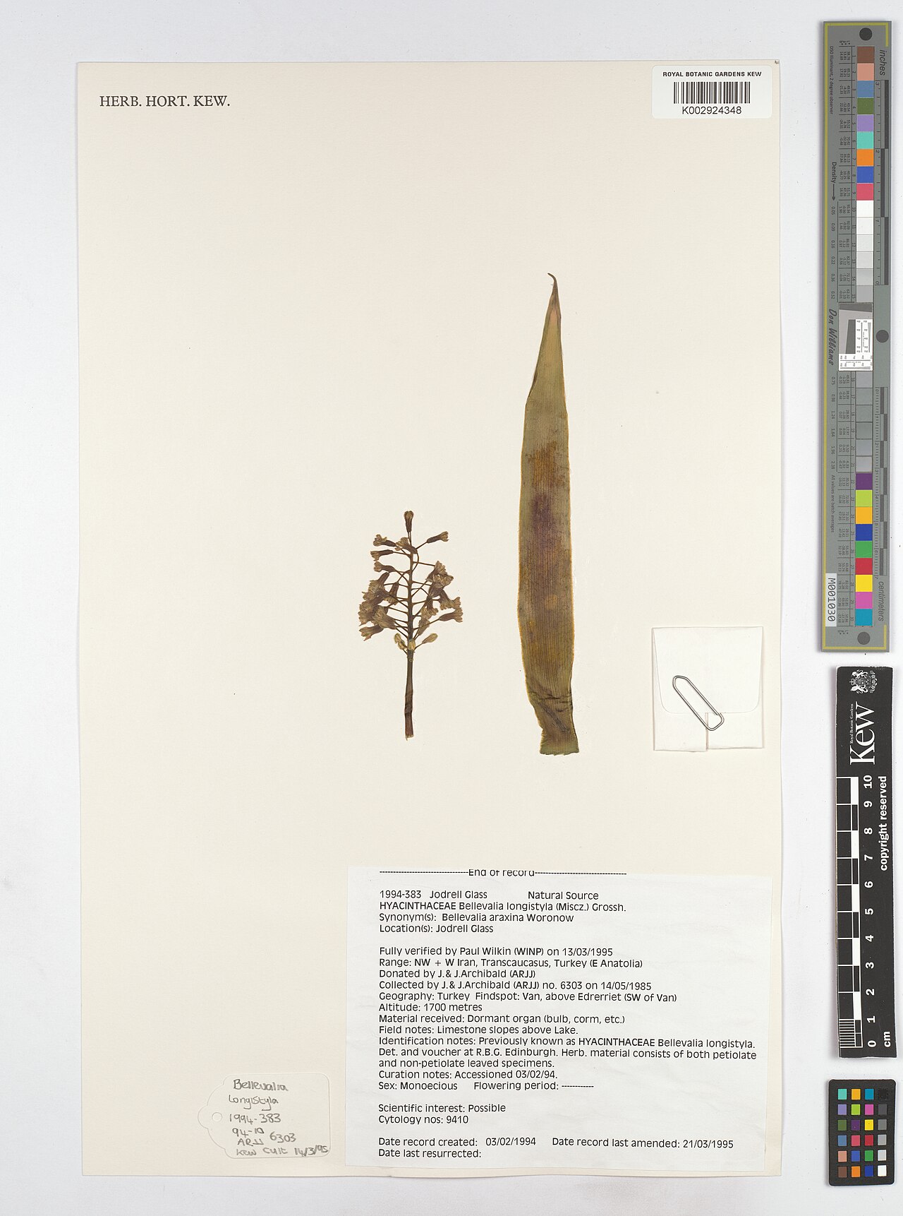 Bellevalia longistyla: Bellevalia longistyla — Herbarium specimen from Above Edrerriet (SW of van)., Türkiye. Collected by Archibald, J. (1985-05-14). Recorded in GBIF occurrence 5132