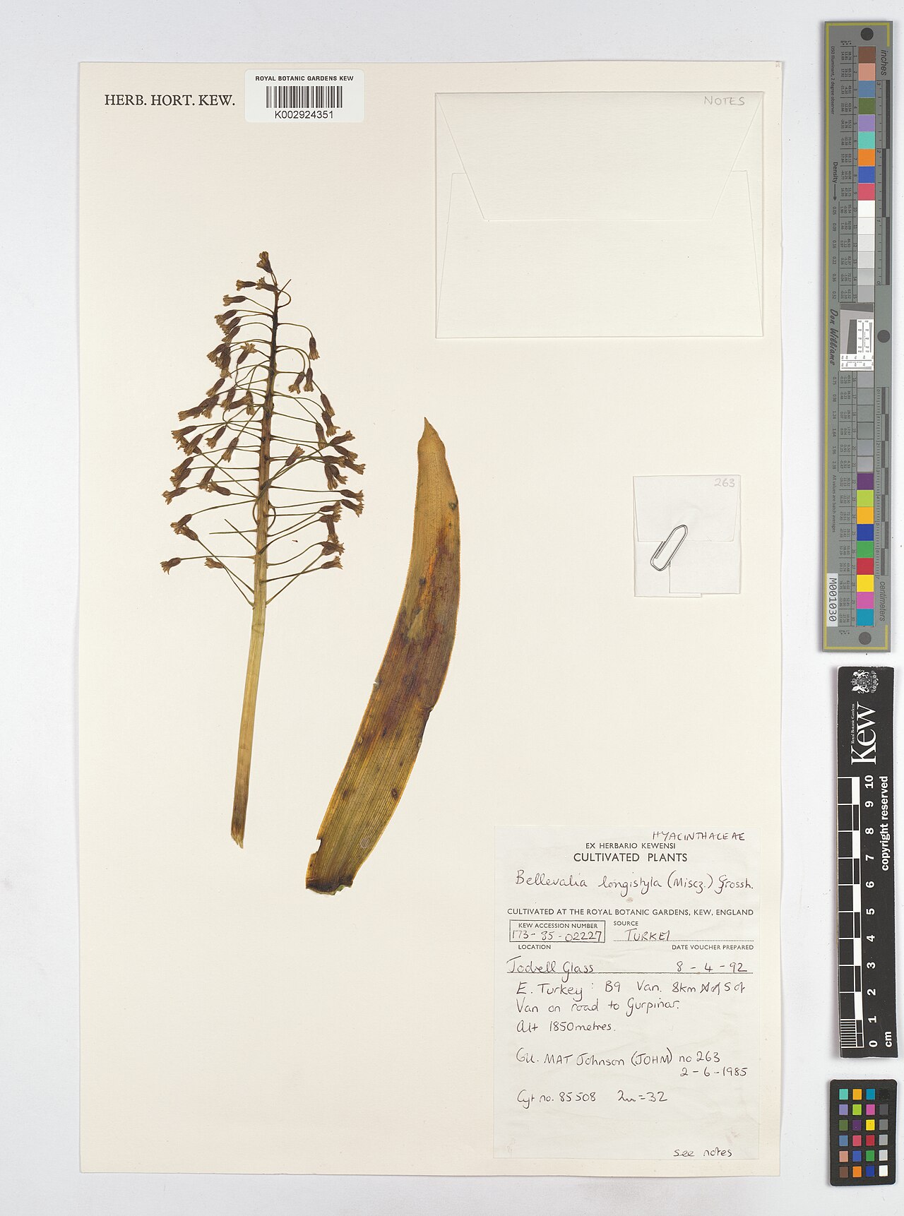 Bellevalia longistyla: Bellevalia longistyla — Herbarium specimen from B9 Van. 8km S of Van on road to Gurpinar., Türkiye. Collected by Johnson, M.A.T. (1985-06-02). Recorded in GBIF