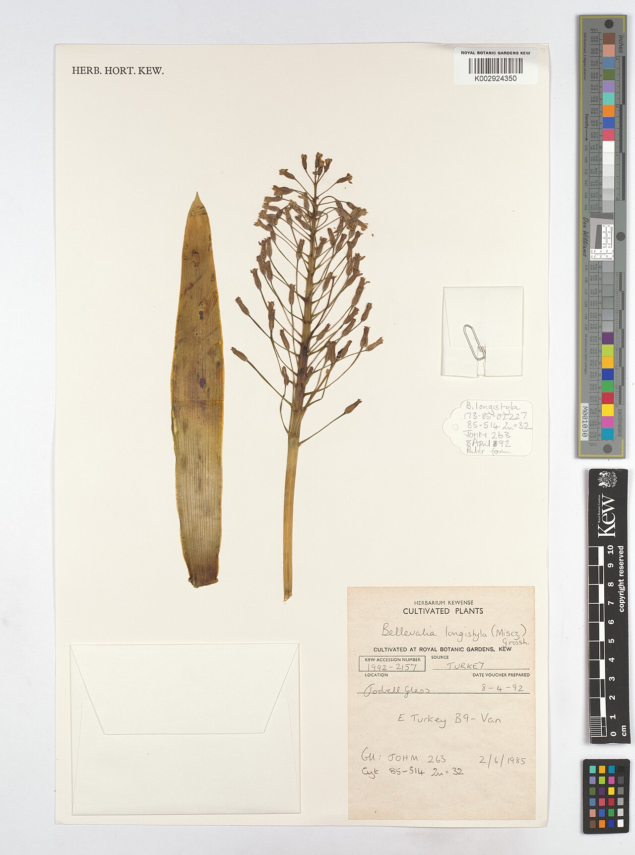 Bellevalia longistyla: Bellevalia longistyla — Herbarium specimen from B9 - Van, Türkiye. Collected by Johnson, M.A.T. (1985-06-02). Recorded in GBIF occurrence 5132701536 .
