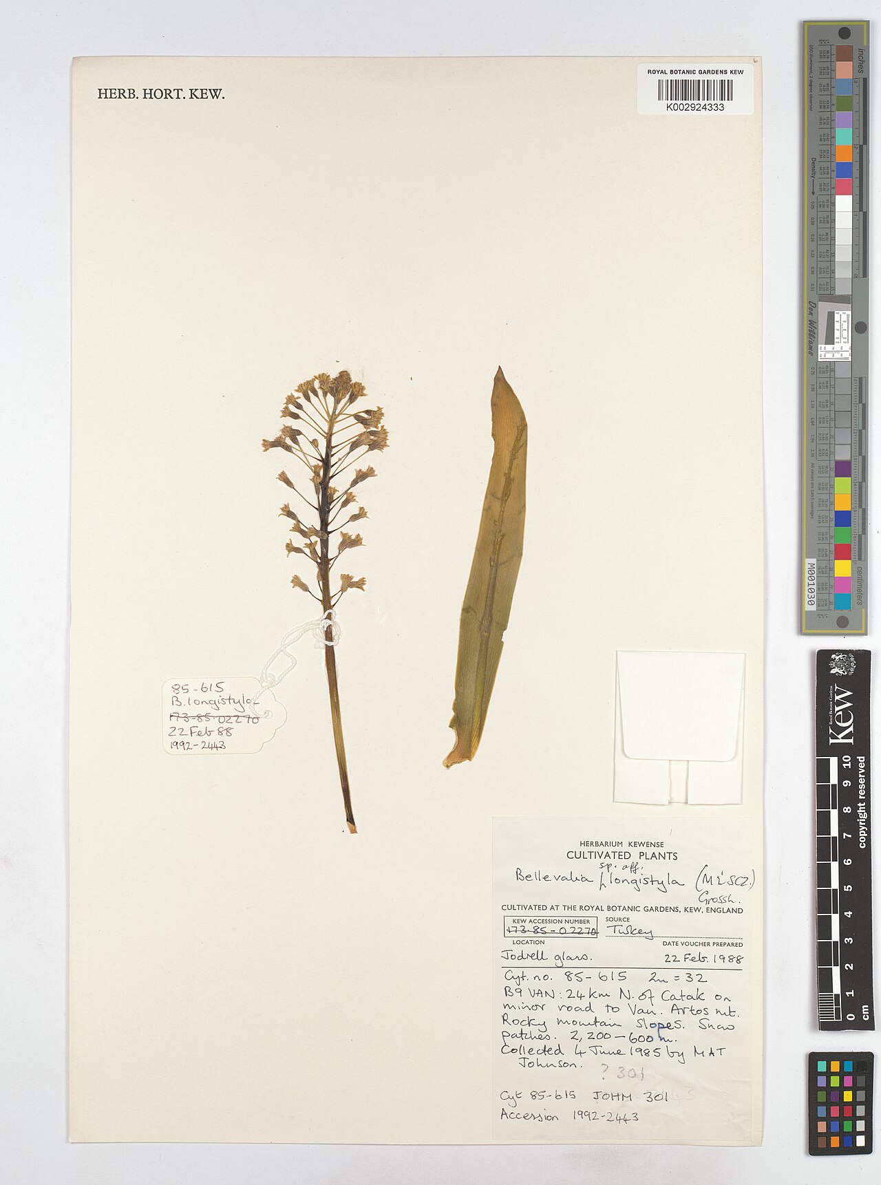 Bellevalia longistyla: Bellevalia longistyla — Herbarium specimen from B9 Van, 24 km N. of Catak on minor road to Van. Artos nit., Türkiye. Collected by Johnson, M.A.T. (1985-06-04).