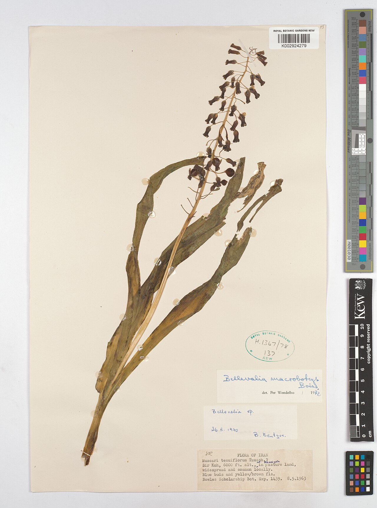 Bellevalia macrobotrys: Bellevalia macrobotrys — Herbarium specimen from Sir Kuh, Iran. Collected by Beutzer, B. (1970-05-26). Recorded in GBIF occurrence 4853811576 .