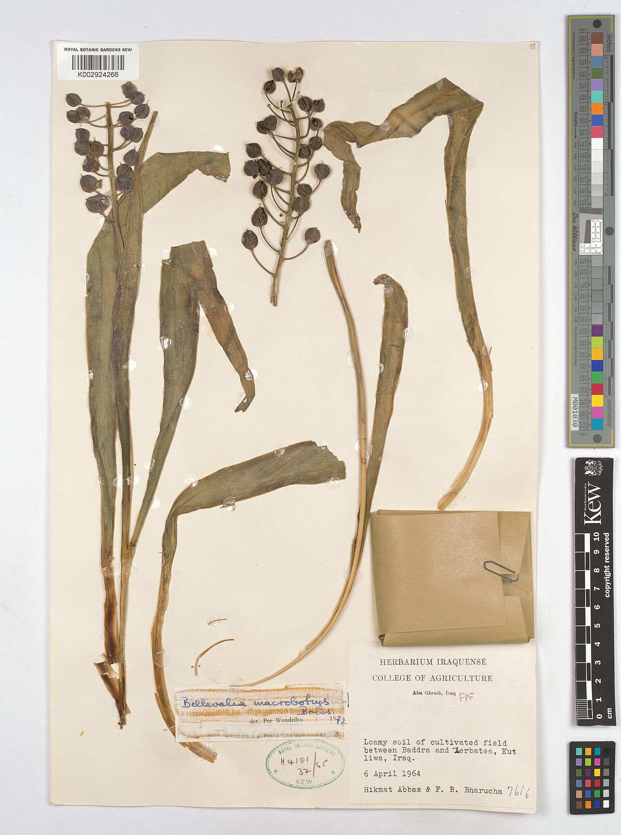 Bellevalia macrobotrys: Bellevalia macrobotrys — Herbarium specimen from Abu Ghraib, FPF; between Baddra and Zerbatea, Kut liwa, Iraq. Collected by Bharucha, F.R.; Abbas, H. (1964-04-0