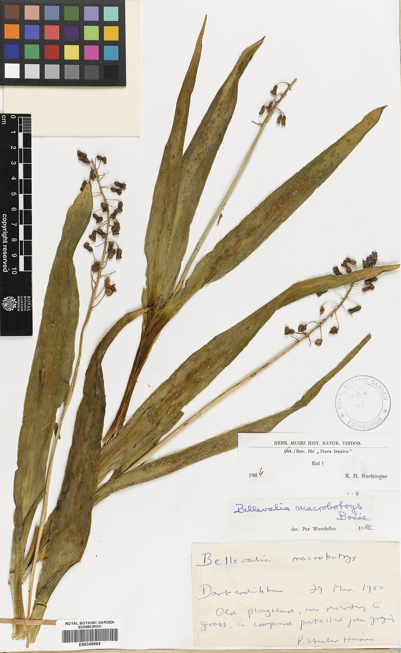 Bellevalia macrobotrys: Bellevalia macrobotrys — Herbarium specimen from Darberdikhan, Iraq. Collected by Haines, Richard Wheeler (1960-03-29). Recorded in GBIF occurrence 575182183 .