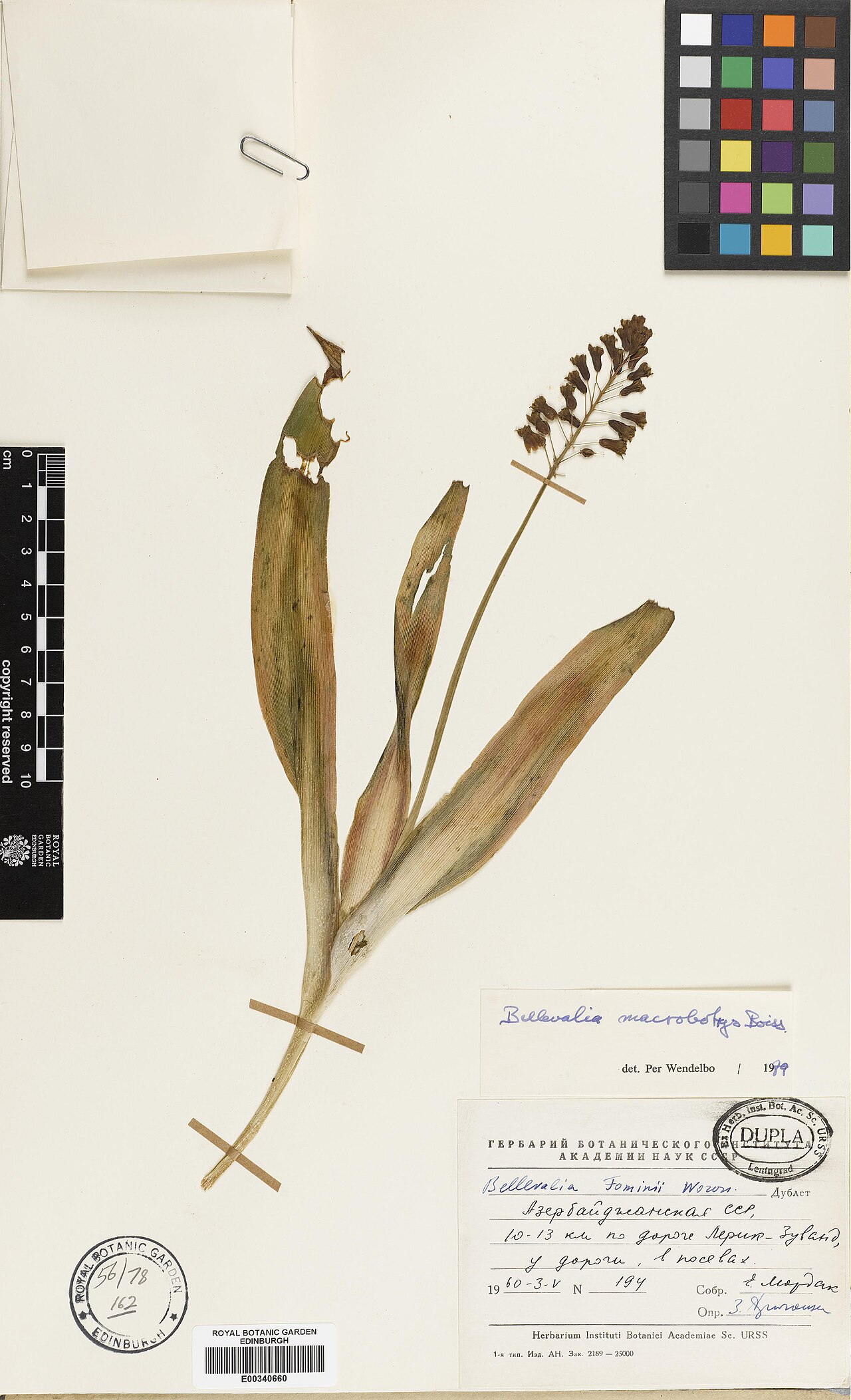 Bellevalia macrobotrys: Bellevalia macrobotrys — Herbarium specimen. Recorded 1960-05-03. Recorded in GBIF occurrence 574937402 .