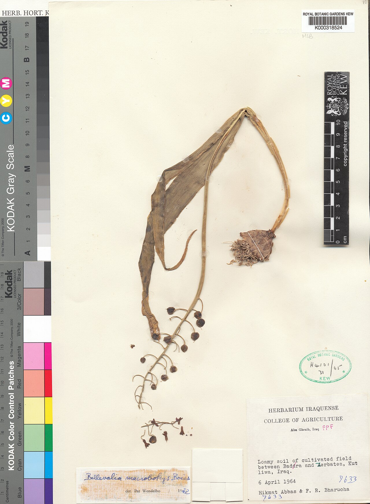 Bellevalia macrobotrys: Bellevalia macrobotrys — Herbarium specimen from between Badra and Zerbatea, Iraq. Habitat: Loamy cultivated field.. Collected by Abbas, H.; Bharucha, F.R. (196