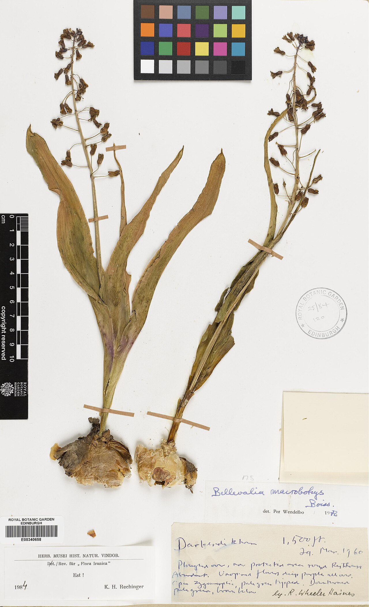 Bellevalia macrobotrys: Bellevalia macrobotrys — Herbarium specimen from Darberdikhan, Iraq. Collected by Haines, Richard Wheeler (1960-03-29). Recorded in GBIF occurrence 575286390 .