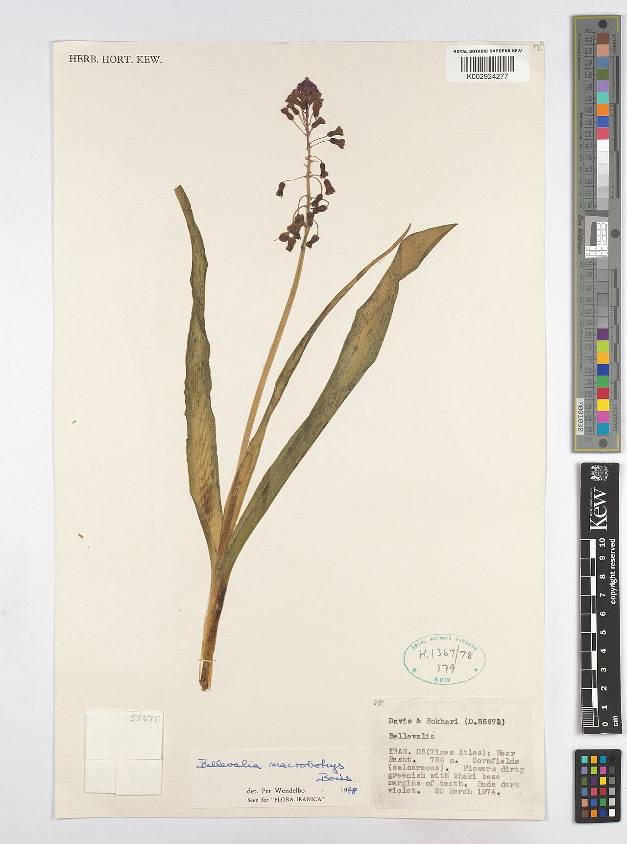Bellevalia macrobotrys: Bellevalia macrobotrys — Herbarium specimen from D5(Times Atlas), Near Basht., Iran. Collected by Davis; Bokhari (1974-03-20). Recorded in GBIF occurrence 48538