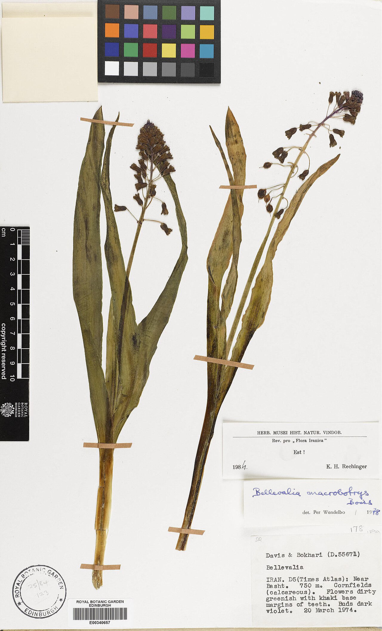 Bellevalia macrobotrys: Bellevalia macrobotrys — Herbarium specimen from Near Basht, Iran. Collected by Davis, Peter Hadland & Bokhari, Mumtaz Hussein (1974-03-20). Recorded in GBIF oc