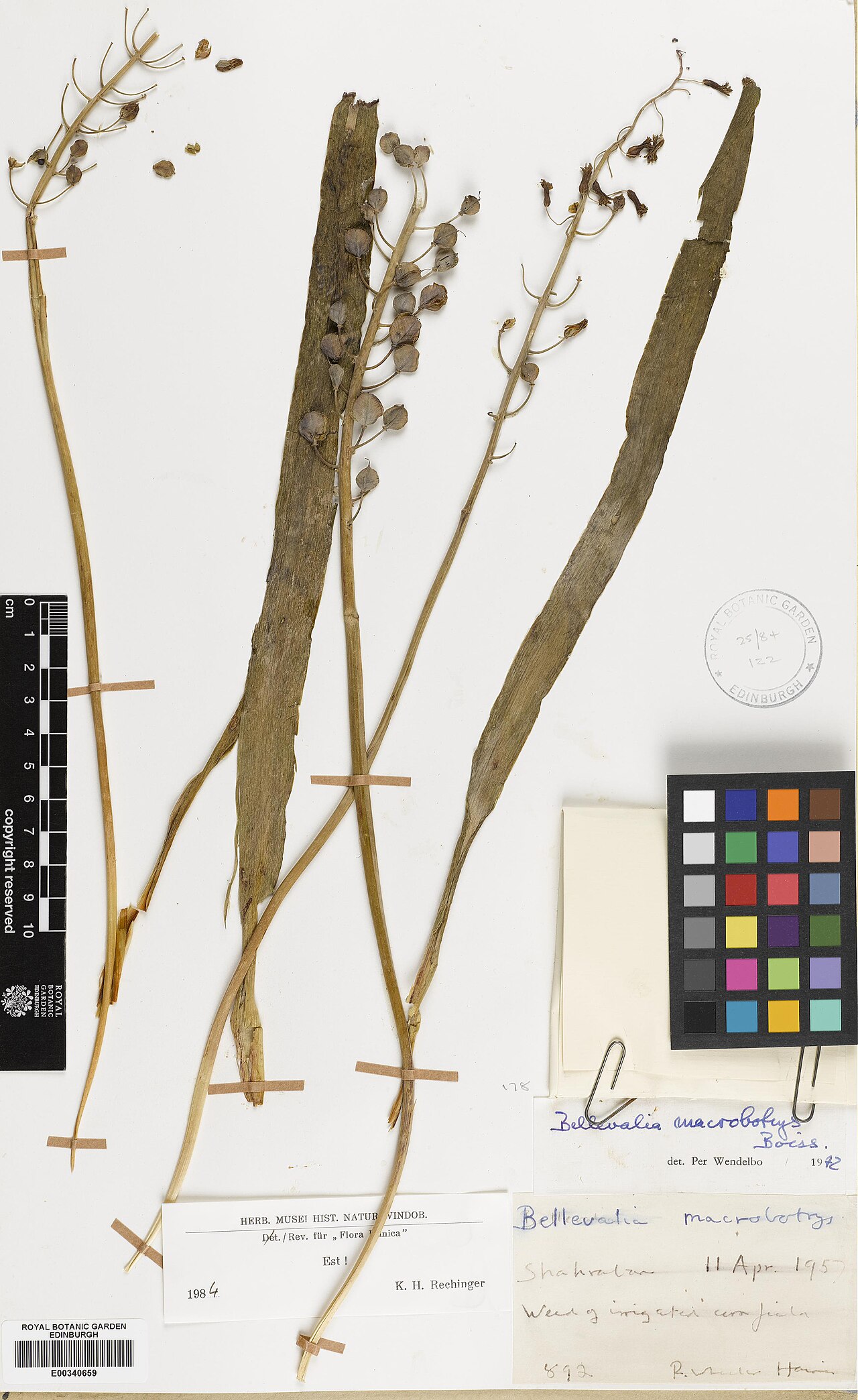 Bellevalia macrobotrys: Bellevalia macrobotrys — Herbarium specimen from Shahraban, Iraq. Collected by Haines, Richard Wheeler (1957-04-11). Recorded in GBIF occurrence 574945794 .