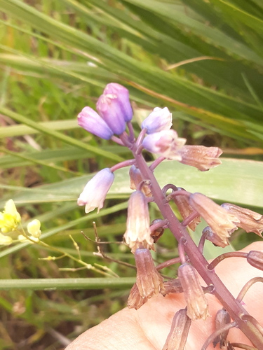 Bellevalia mauritanica (Bellevalia mauritanica)