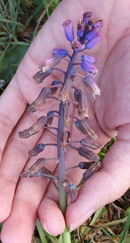 Bellevalia mauritanica (Bellevalia mauritanica)