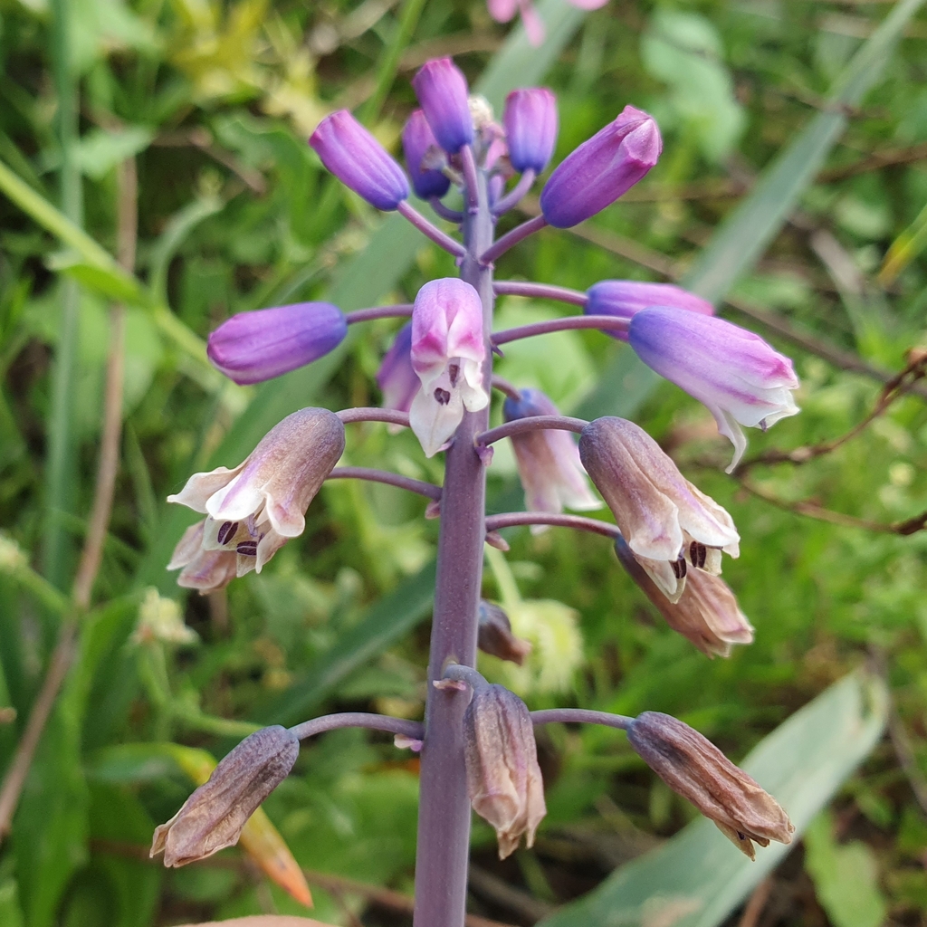 Bellevalia mauritanica (Bellevalia mauritanica)