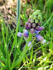 Bellevalia mauritanica (Bellevalia mauritanica)