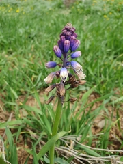 Bellevalia mauritanica (Bellevalia mauritanica)