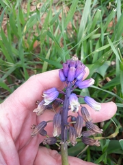 Bellevalia mauritanica (Bellevalia mauritanica)