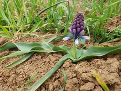 Bellevalia mauritanica (Bellevalia mauritanica)