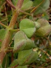 Bellevalia mauritanica (Bellevalia mauritanica)
