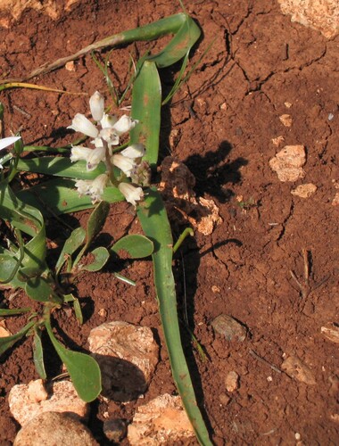 Bellevalia nivalis (Bellevalia nivalis)