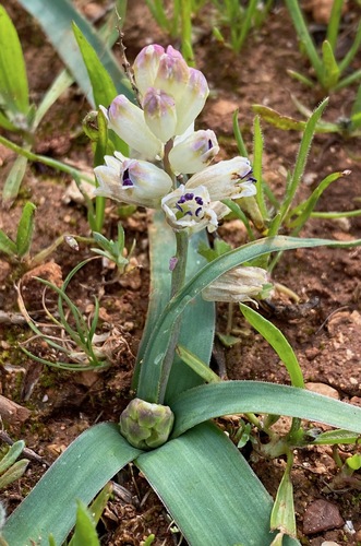 Bellevalia nivalis (Bellevalia nivalis)