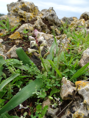 Bellevalia nivalis (Bellevalia nivalis)