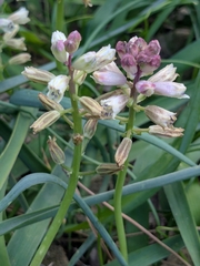 Bellevalia nivalis (Bellevalia nivalis)