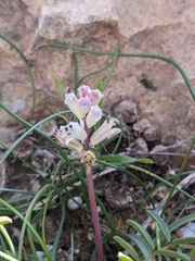 Bellevalia nivalis (Bellevalia nivalis)