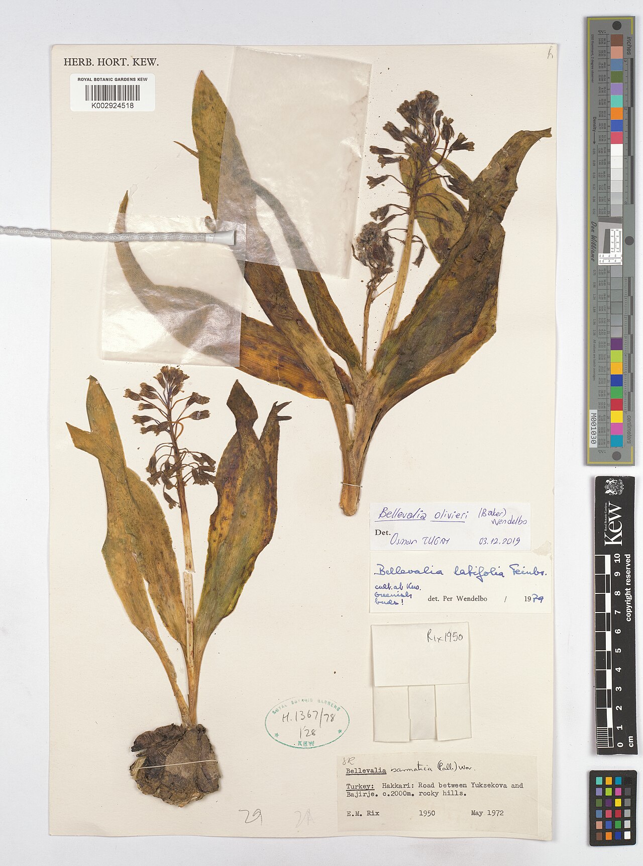 Bellevalia olivieri: Bellevalia olivieri — Herbarium specimen from Road between Yuksekova and Bajirje., Türkiye. Collected by Rix, E.M. (1972-05-01). Recorded in GBIF occurrence 460
