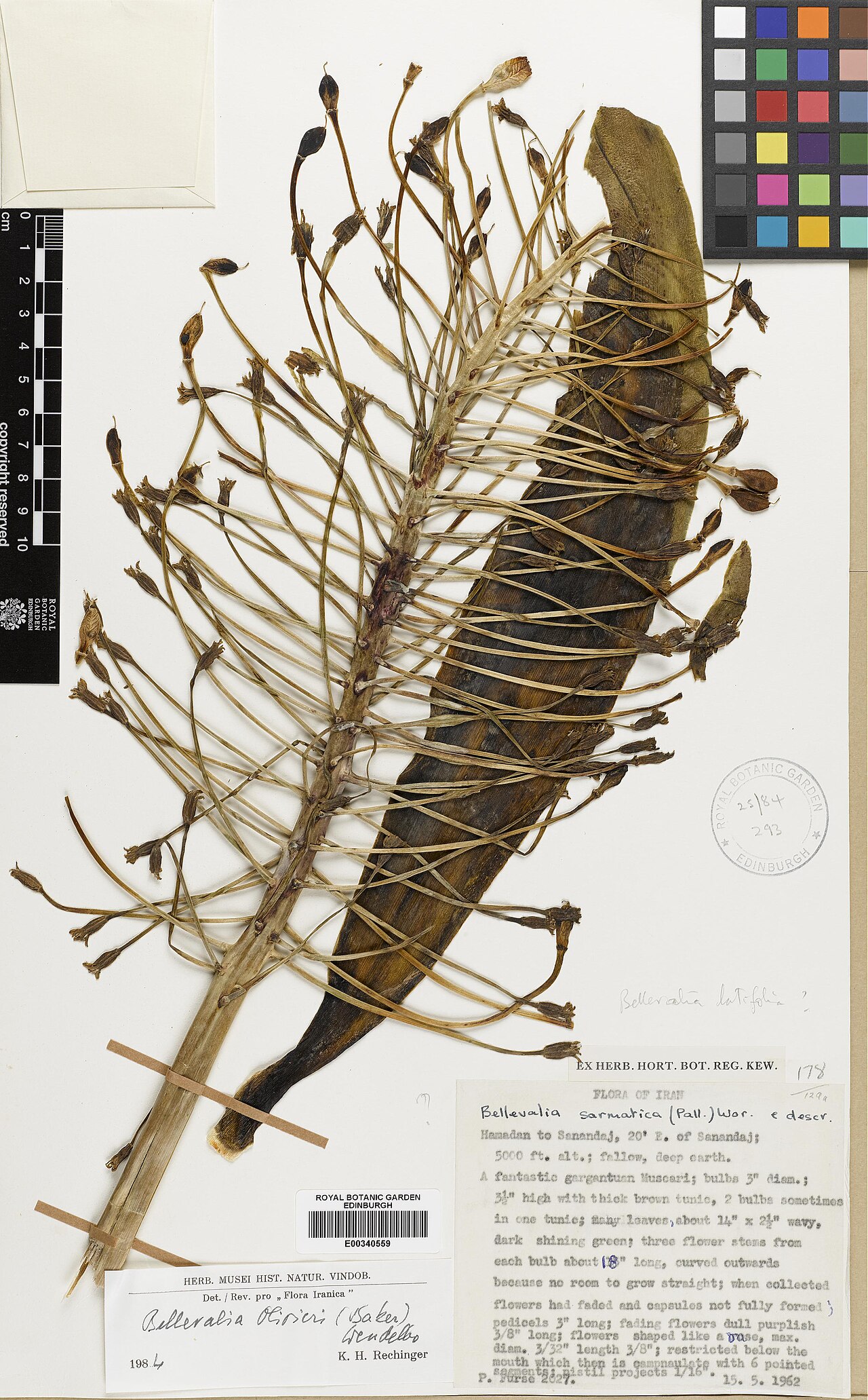 Bellevalia olivieri: Bellevalia olivieri — Herbarium specimen from Hamadan, Hamadan to Sanandaj, 20' E. of Sanandaj, Iran. Collected by Furse, Paul (1962-05-15). Recorded in GBIF oc