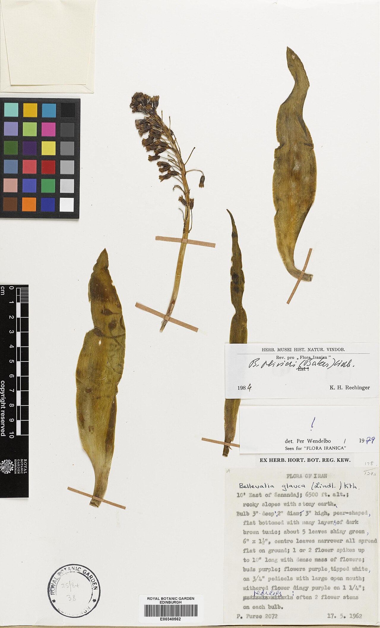Bellevalia olivieri: Bellevalia olivieri — Herbarium specimen from 10' East of Sanandaj, Iran. Collected by Furse, Paul (1962-05-17). Recorded in GBIF occurrence 575358933 .