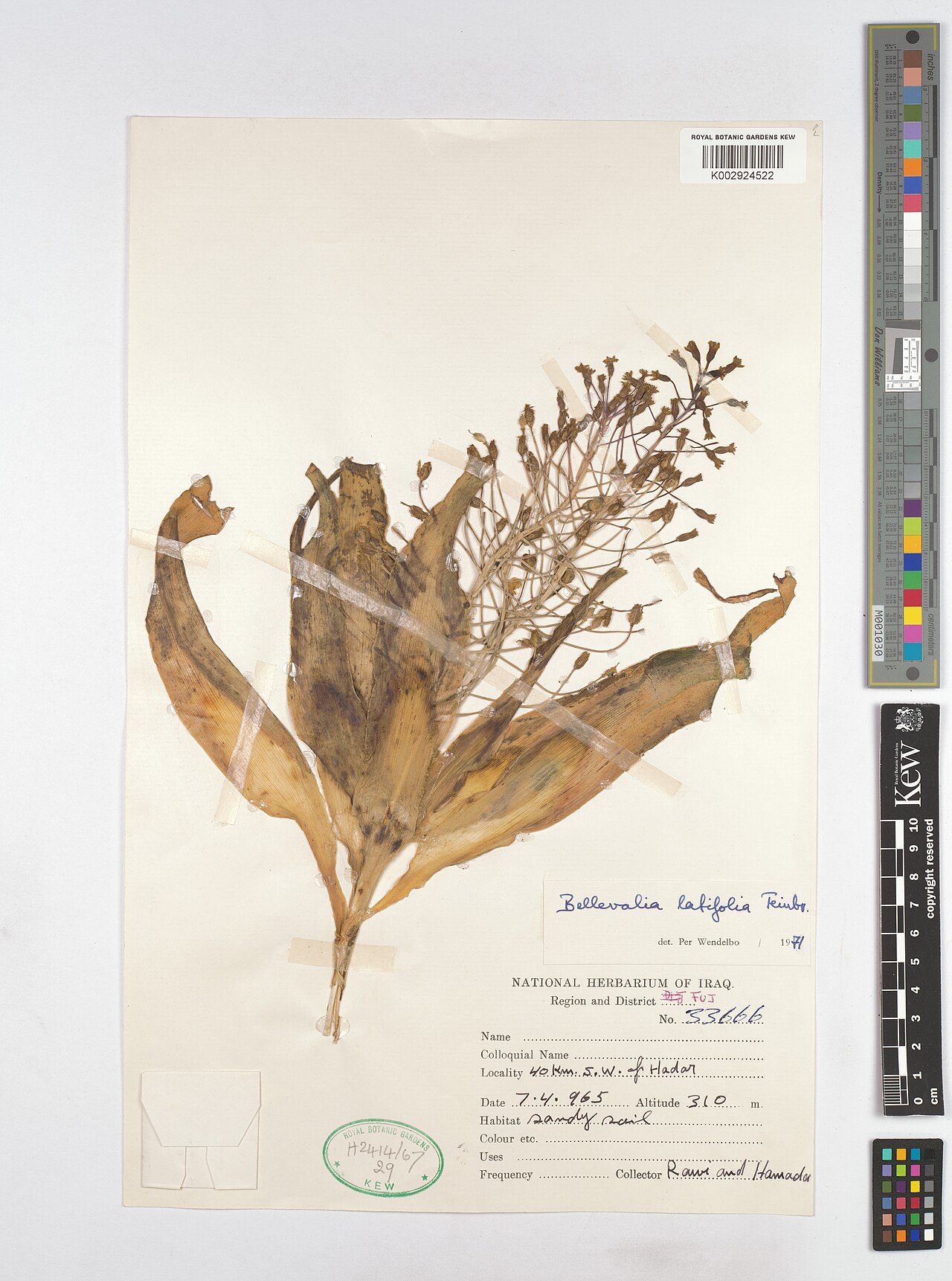Bellevalia olivieri: Bellevalia olivieri — Herbarium specimen from Region and District FUJ; 40 Km. S. W. of Hadar, Iraq. Collected by Rawi; Hamada (1965-04-07). Recorded in GBIF occ