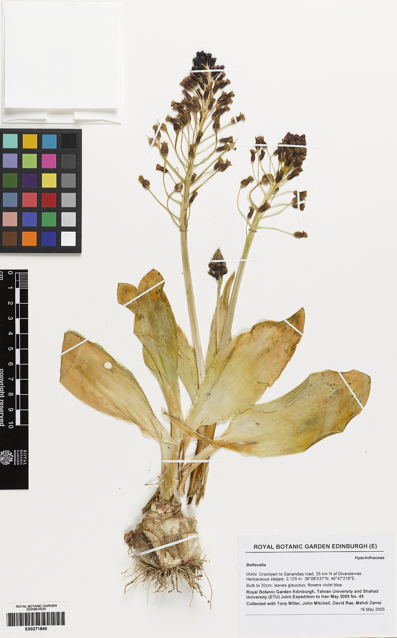 Bellevalia olivieri: Bellevalia olivieri — Herbarium specimen from Oromiyeh to Sanandaq road, 35 km N of Divanderree, Iran. Habitat: Herbaceous steppe. Collected by RBGE, Tehran Uni
