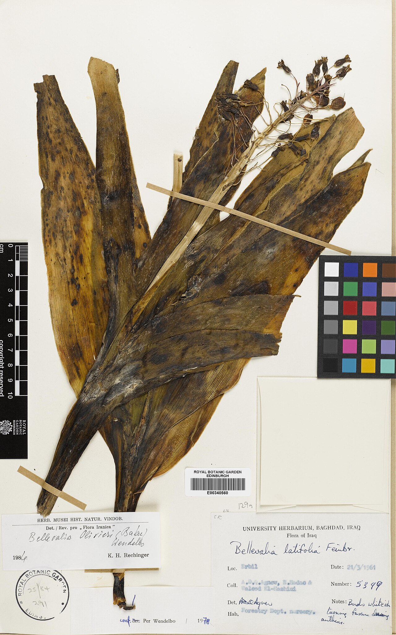 Bellevalia olivieri: Bellevalia olivieri — Herbarium specimen from Erbil, Iraq. Recorded 1961-03-21. Recorded in GBIF occurrence 575147097 .