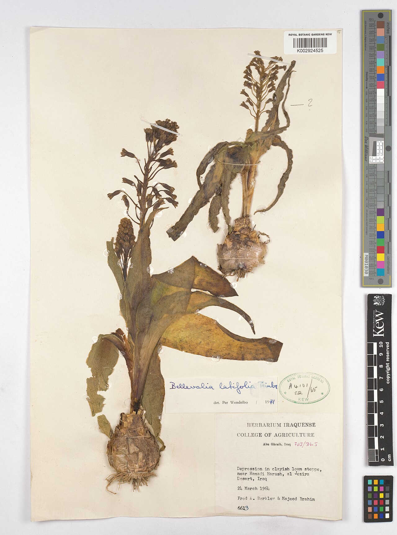 Bellevalia olivieri: Bellevalia olivieri — Herbarium specimen from Abu Ghraib, FUJ/DLJ; near Hamadi Harush, al Jezira Desert, Iraq. Collected by Barkley, F.A.; Brahim, M. (1964-03-2