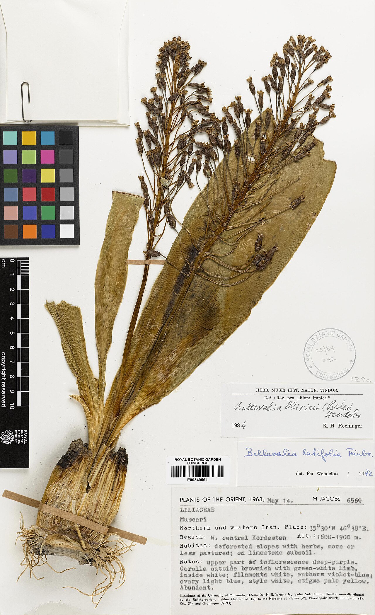 Bellevalia olivieri: Bellevalia olivieri — Herbarium specimen from Kordestan, W. central Kordestan, Iran. Collected by Jacobs, M. (1963-05-14). Recorded in GBIF occurrence 575076941
