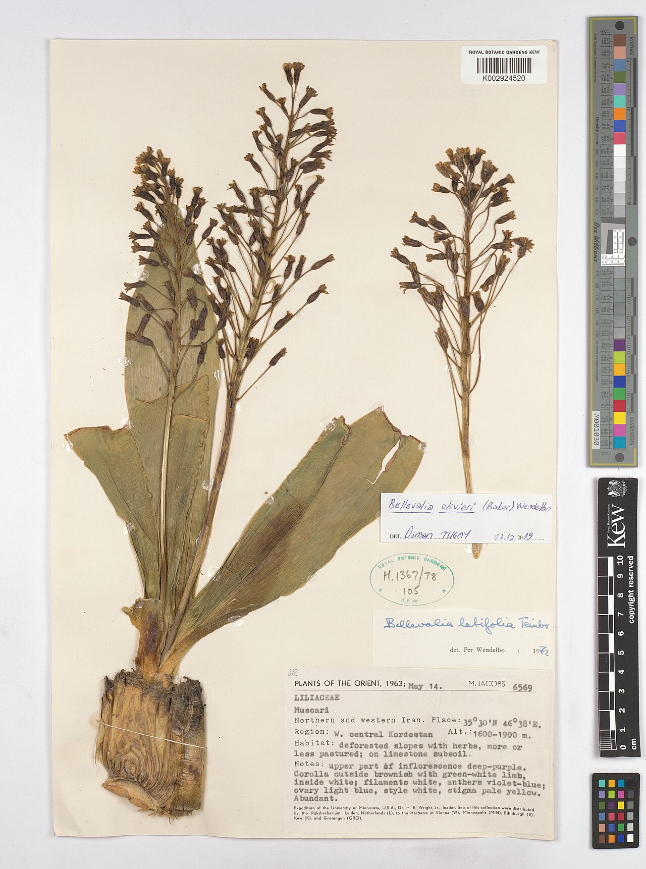 Bellevalia olivieri: Bellevalia olivieri — Herbarium specimen from Orient; Northern and Western Iran.; Region, W. central Kordestan, Iran. Collected by Jacobs, M. (1963-05-14). Reco