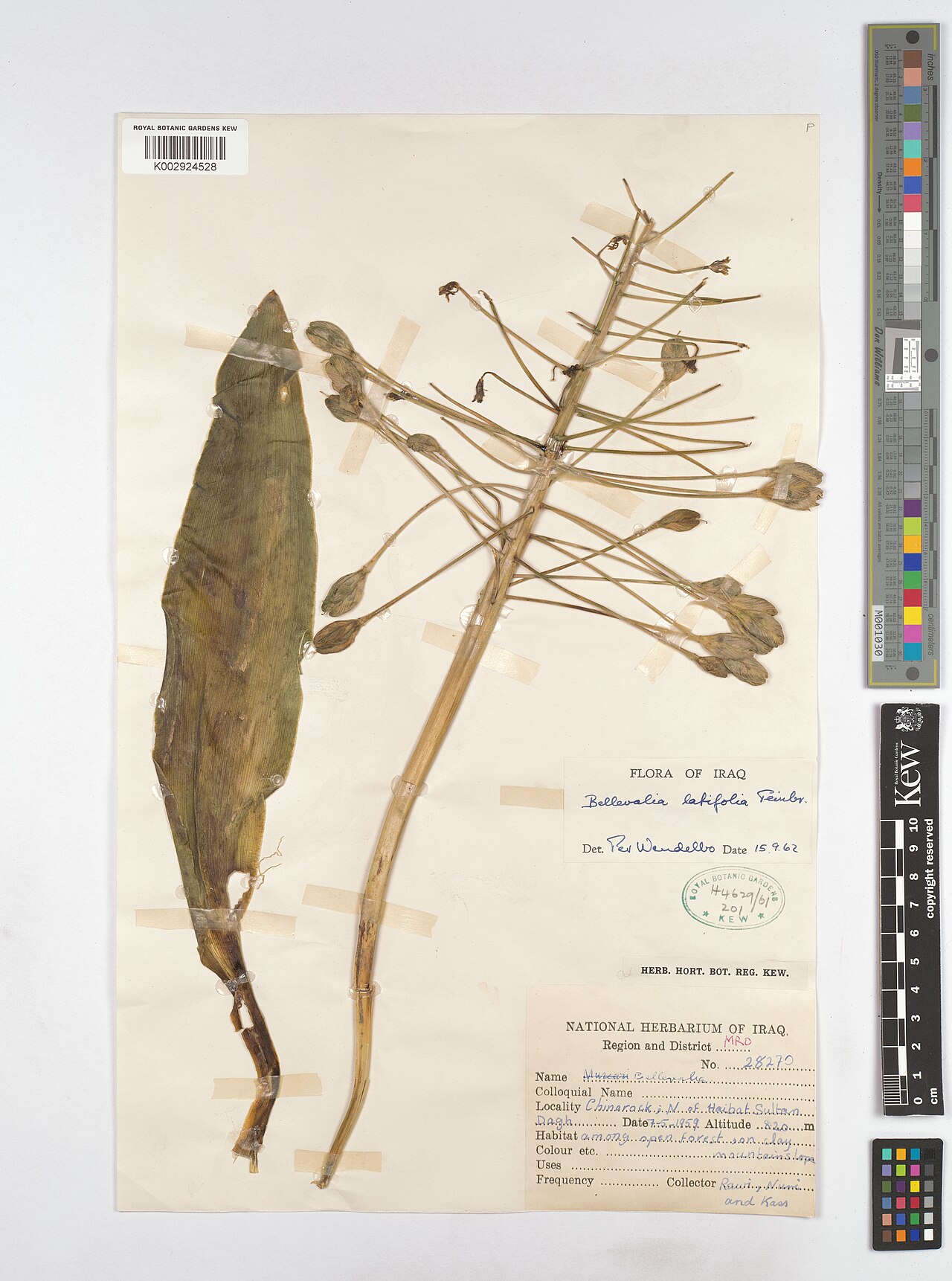 Bellevalia olivieri: Bellevalia olivieri — Herbarium specimen from Region and District MRO; Chinarack; N of Haibat Sultan Dagh, Iraq. Collected by {Rawi; Nuri; Kass} (1959-05-07). R