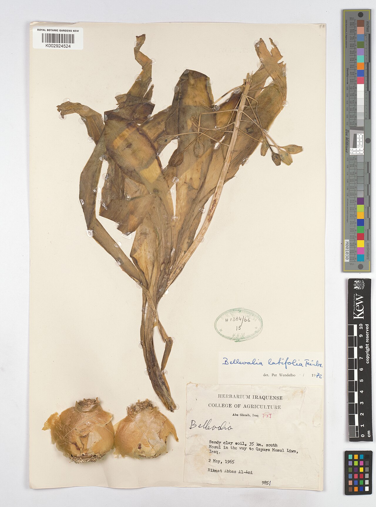 Bellevalia olivieri: Bellevalia olivieri — Herbarium specimen from Abu Ghraib, FUJ; 35 km. south Mosul in the way to Qayara Mosul Liwa, Iraq. Collected by Al-Ani, H.A. (1965-05-02).