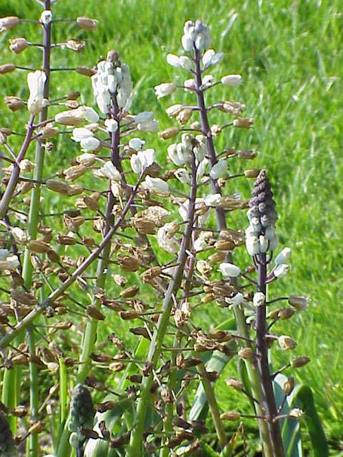 Bellevalia romana: Species : Bellevalia romana Family : Hyacinthaceae Image No. 1